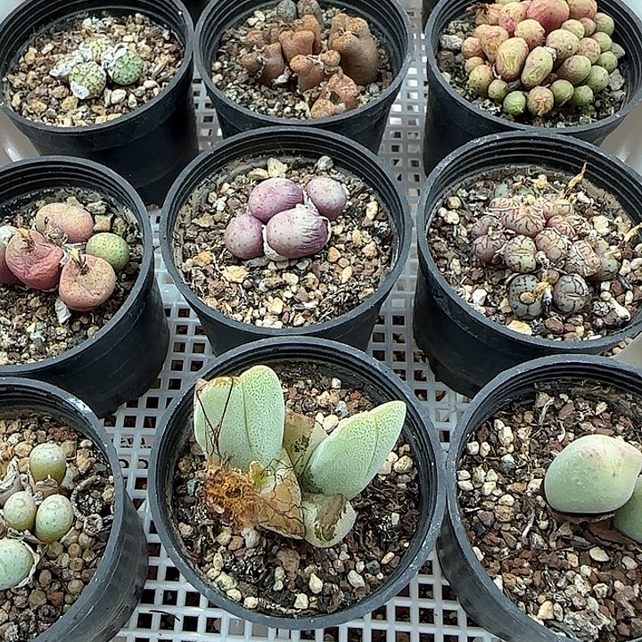 w273。      肉锥一组。   