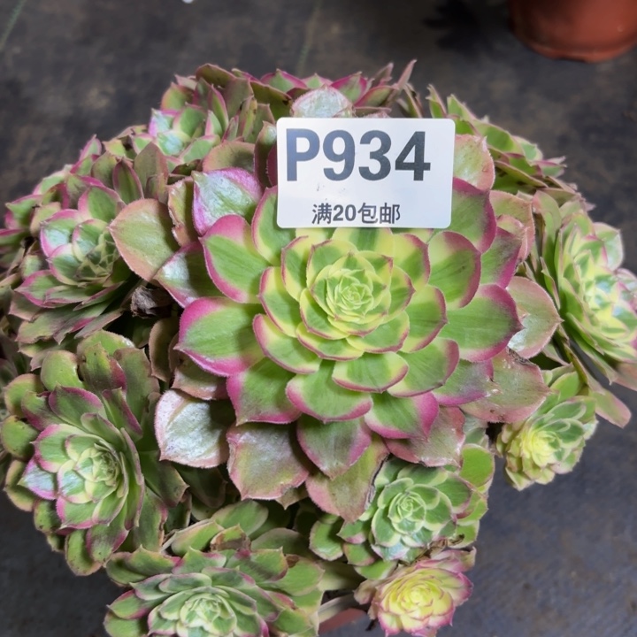 瑞妈多肉植物。934.千禧