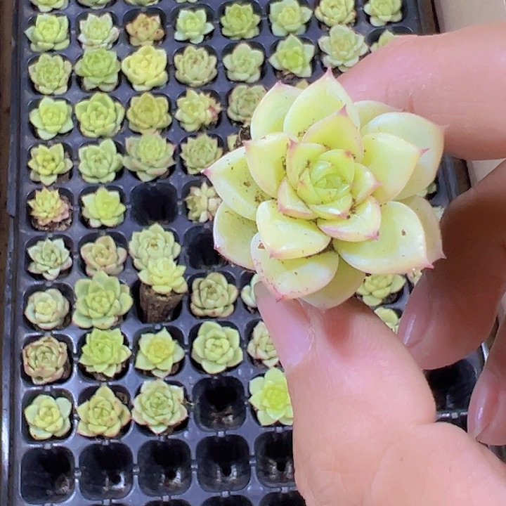 金龙精品多肉植物