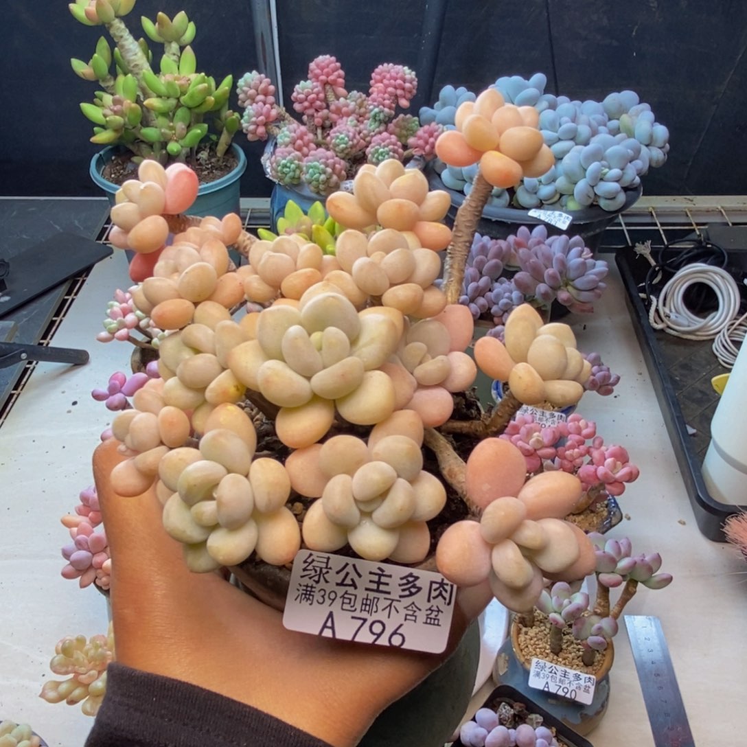 卿*u796白奶糖多肉10c m