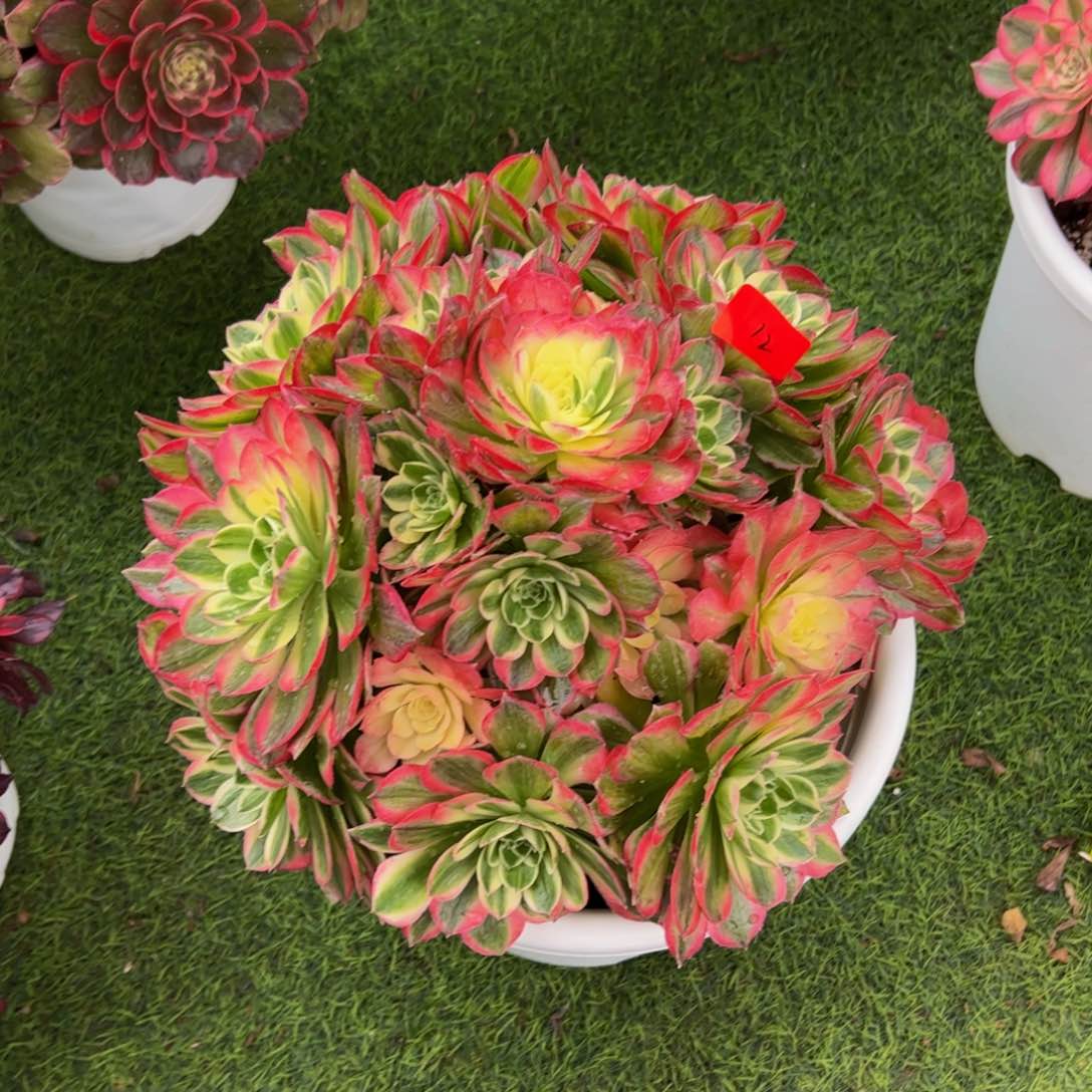 12多肉植物发货海王
