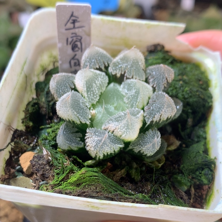 全窗白帝城一物一拍