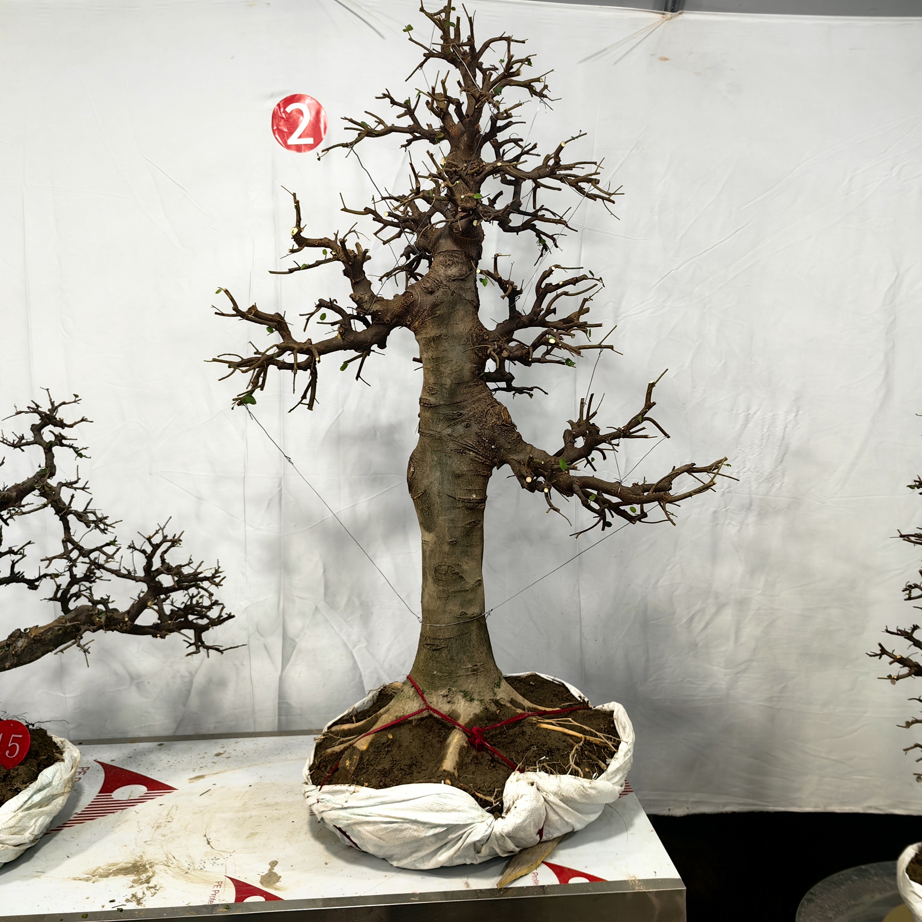 精品大树型朴树盆景