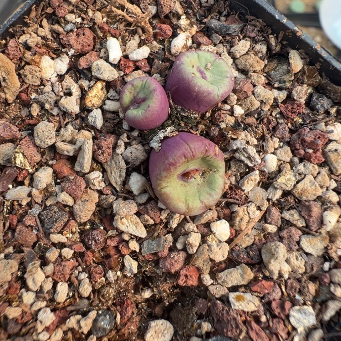 10-73肉锥多肉植物