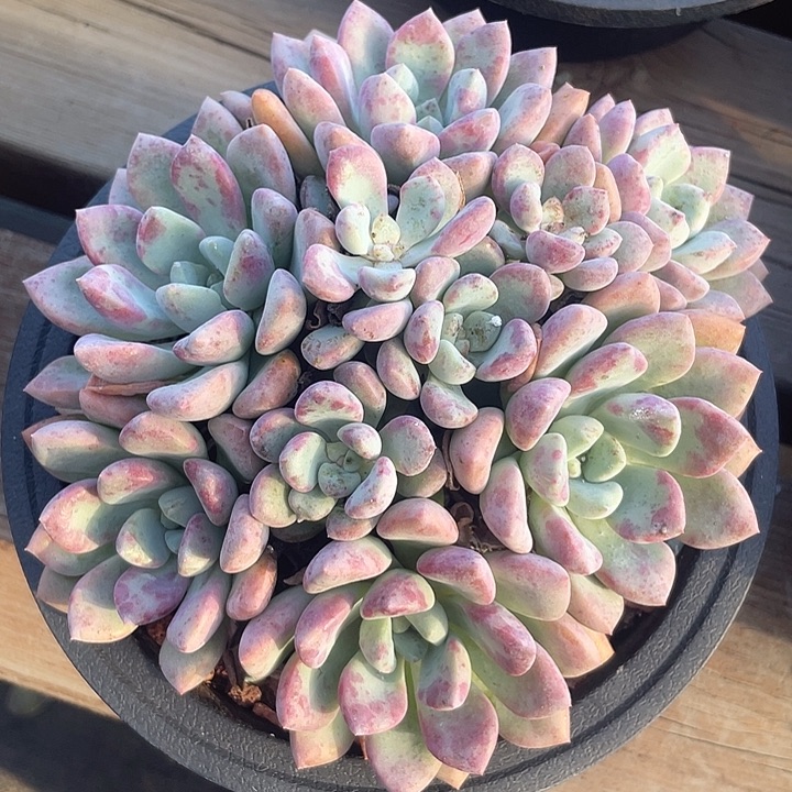 花斑鹿群生多肉植物