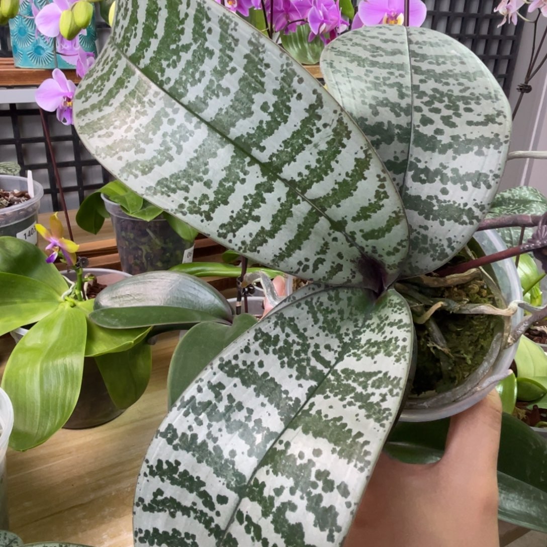 完全开放JG2317-885