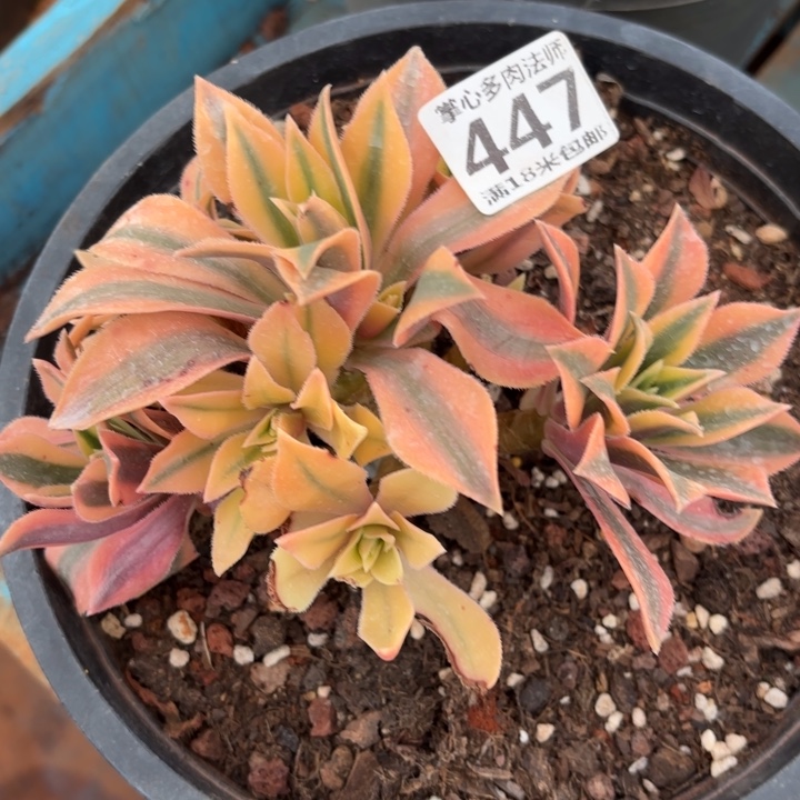 447枫叶诺米多肉法师锦不包侧枝断枝