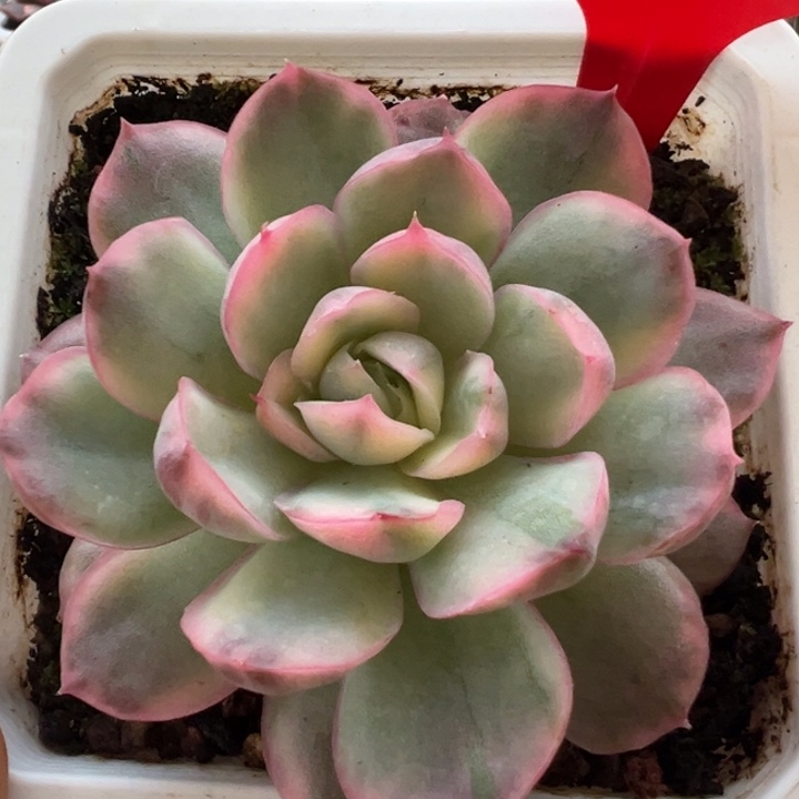 850号草莓蛋糕锦多肉