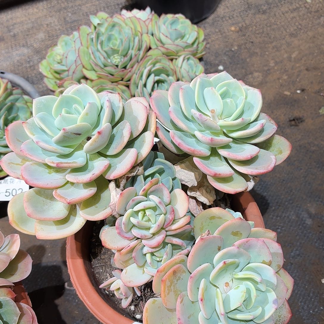 同温层多肉白月光505