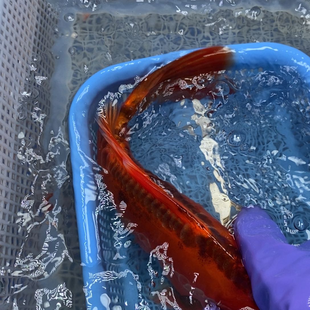 锦鲤冷水锦鲤包邮