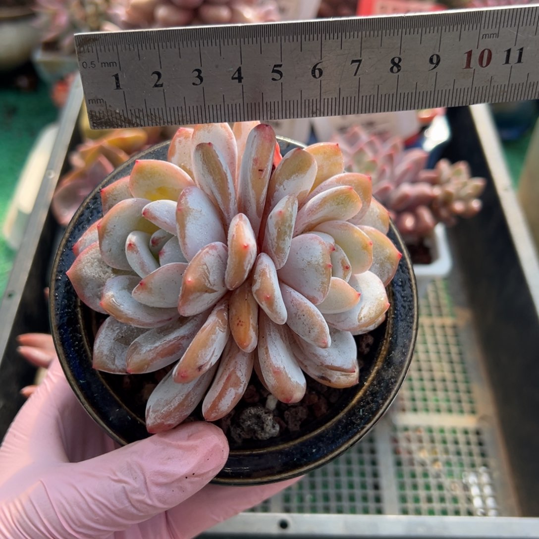 表妹精品多肉植物1171.