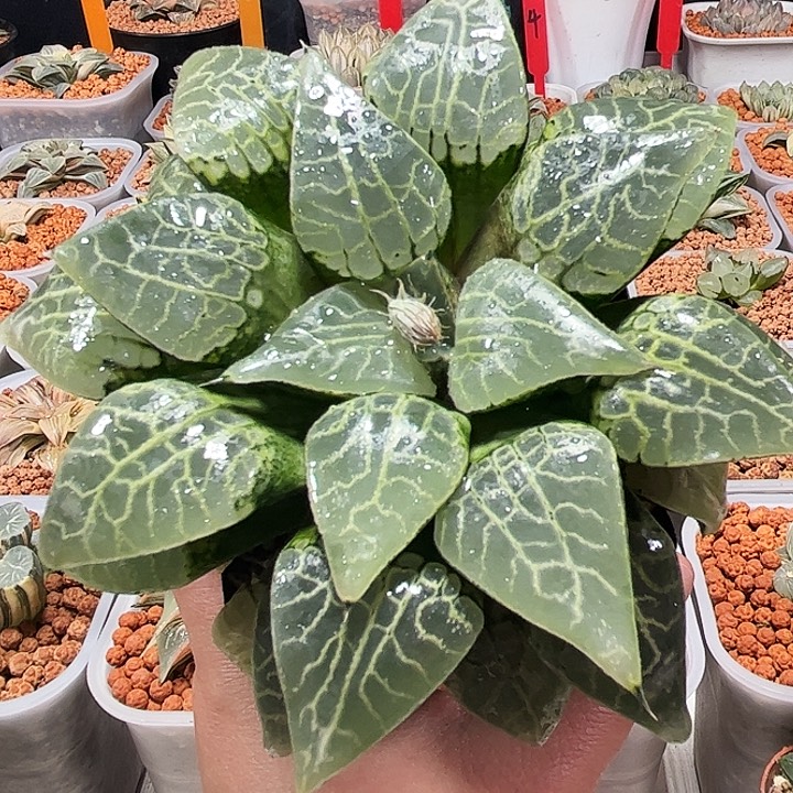 十二卷多肉康平101