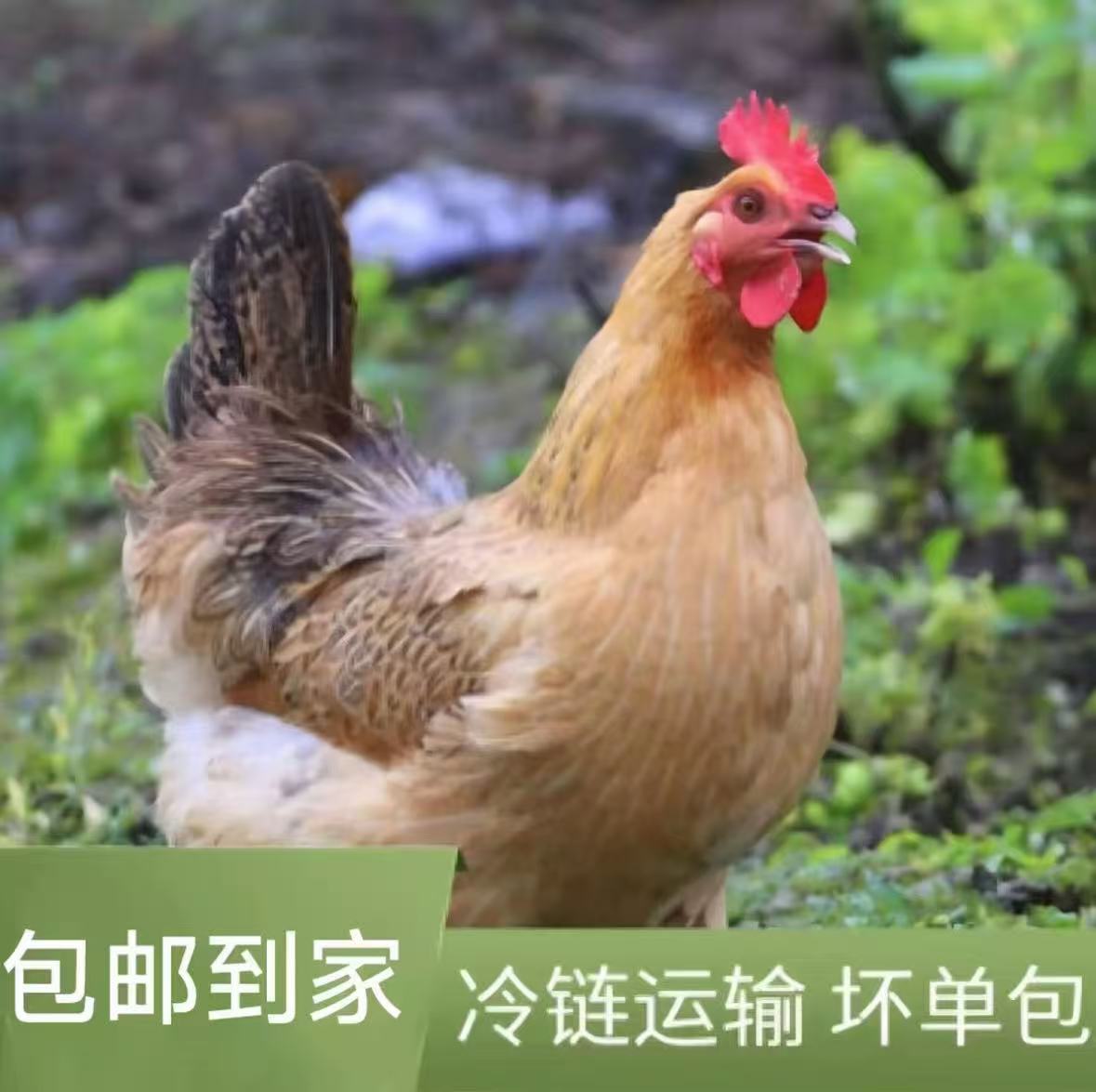 【到手2只】正宗农家散养整只黄油老母鸡土鸡顺丰包邮