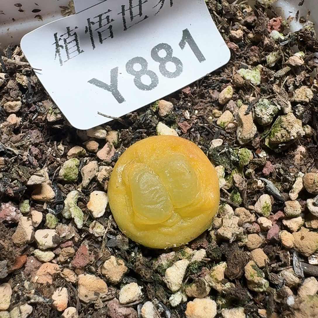 881盒多肉植物哇f f