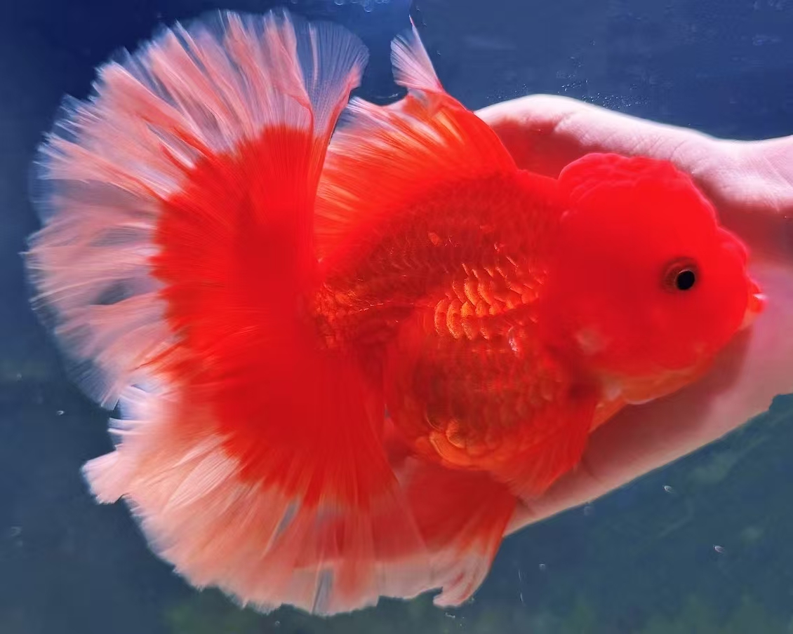 泰狮金鱼百褶元宝观赏鱼好养耐活冷水玛丽新奇宠物