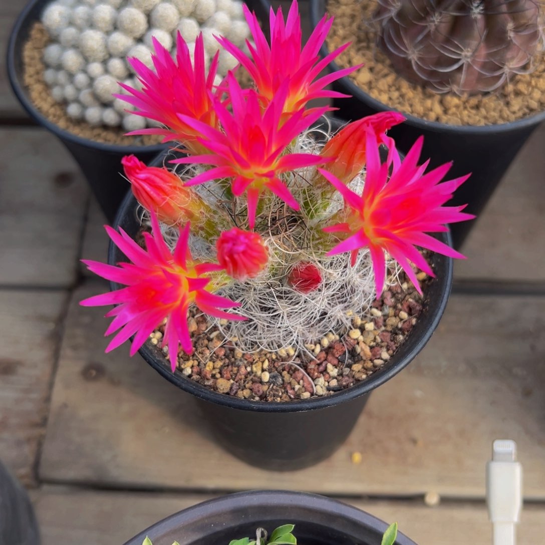 白翁玉多肉植物可挑