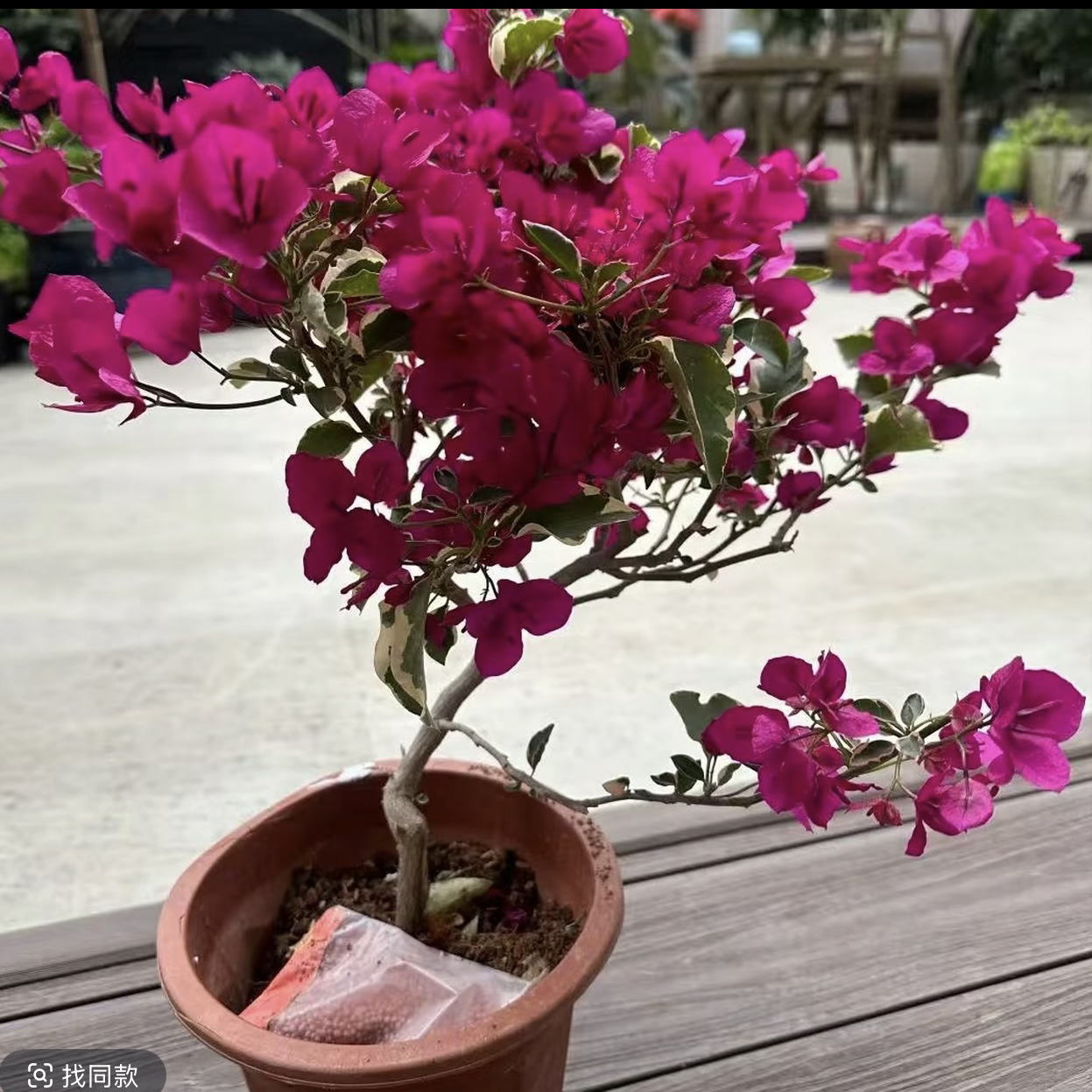 大苗【蓝月亮】三角梅阳台花卉四季开花盆景