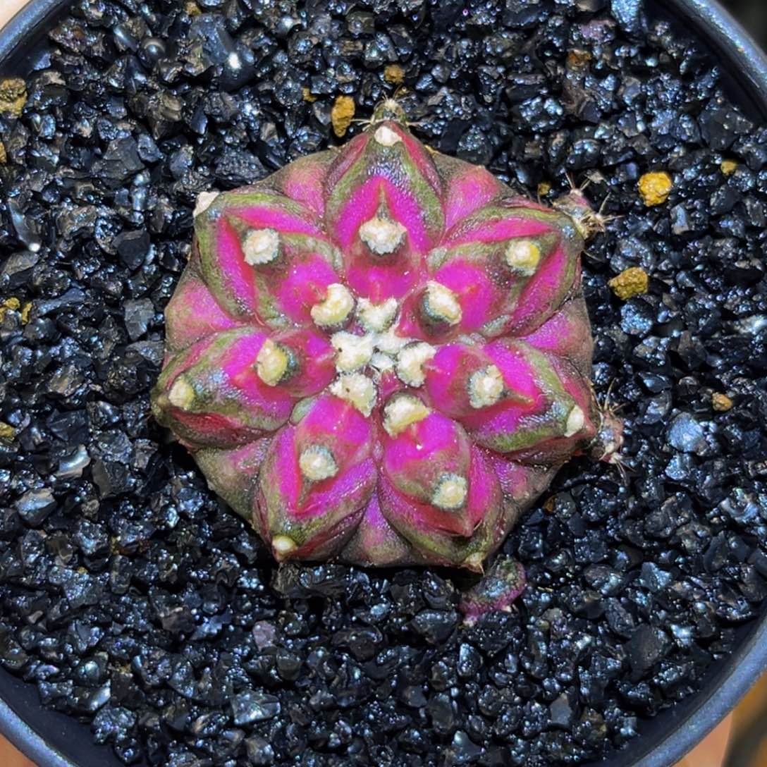 七角星腹棱 米哈仙人球