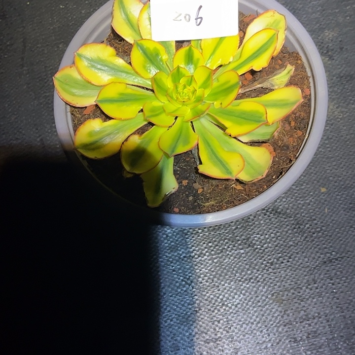 天***华太阳神多肉植物保护206