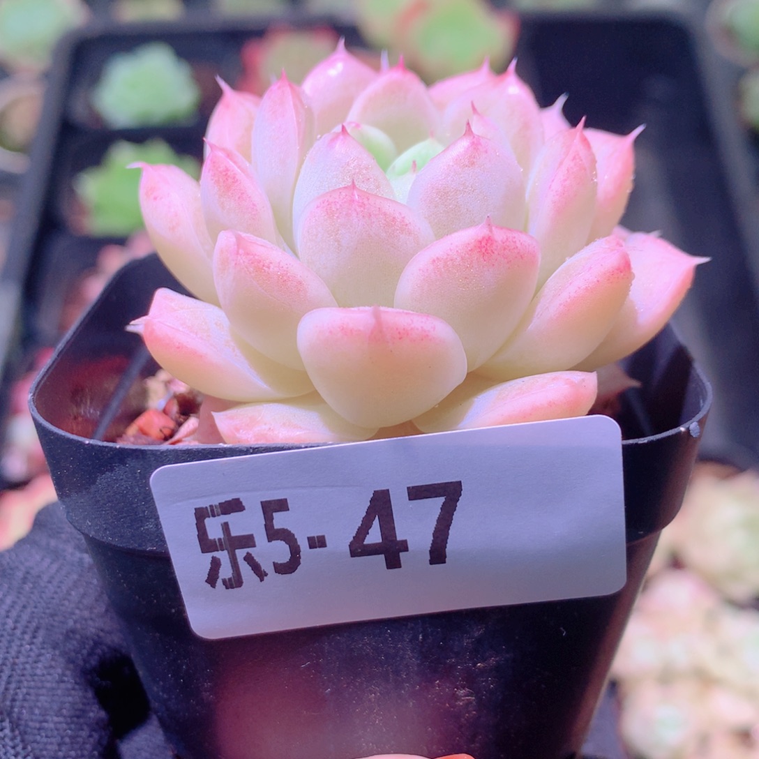 乐然 5-47 麦秆单头 