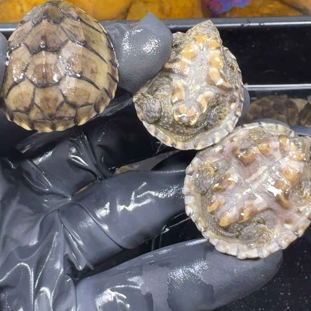 蛋龟不分公母麝香