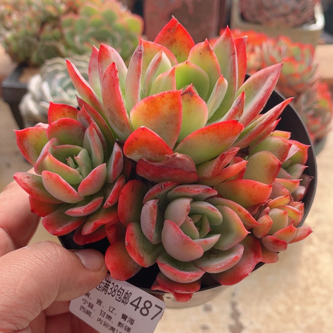 487绮罗仙子德华多肉