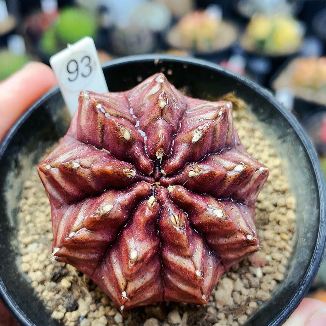 梦想非偏远地区满25裸根发货仙人球