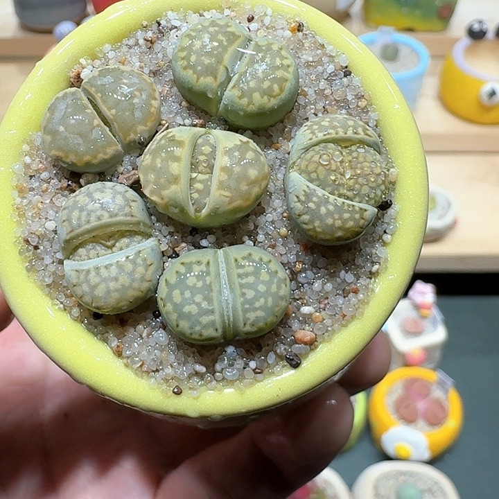 红陶蘑菇669绿寿丽