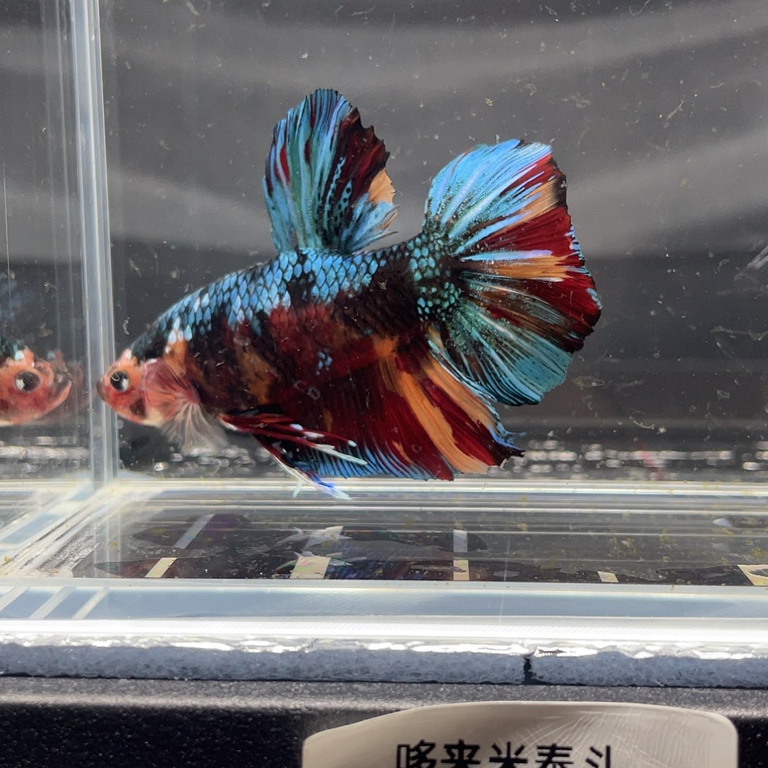 斗鱼12.4 巨斗将军公 04