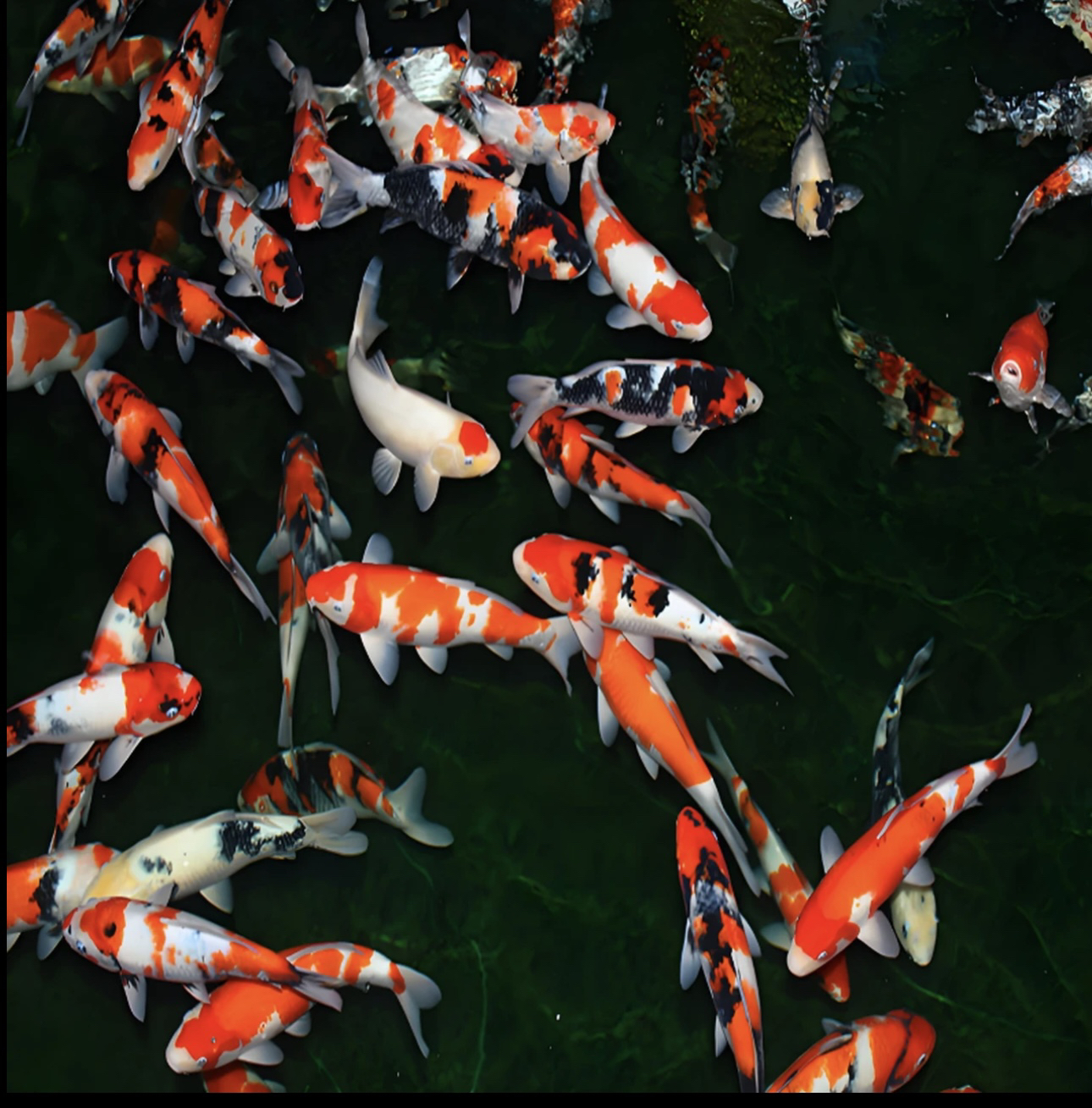 粉色号码专拍，活体锦鲤（花色好养，自行截图，不按号码拍随机发）