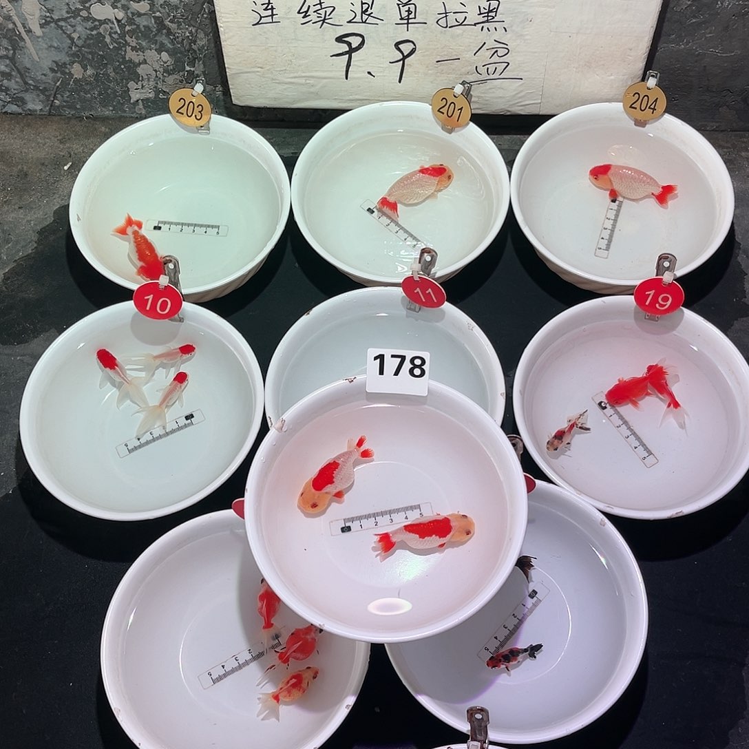 金鱼金鱼888888，178