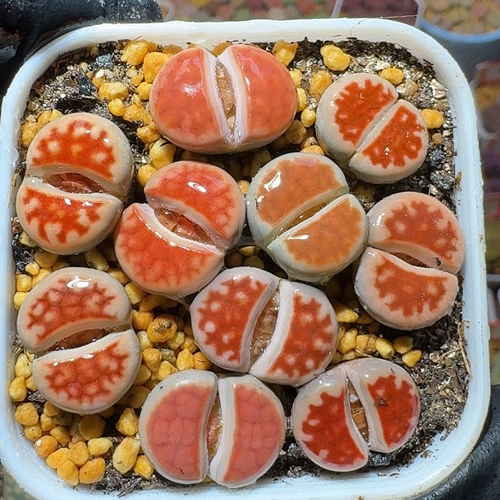 生石花1111112。  252