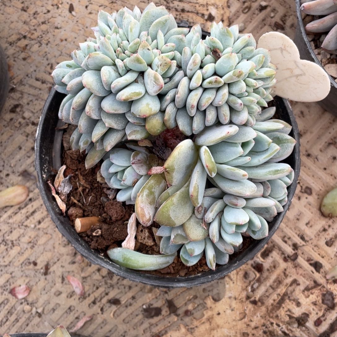 57号星影缀化多头