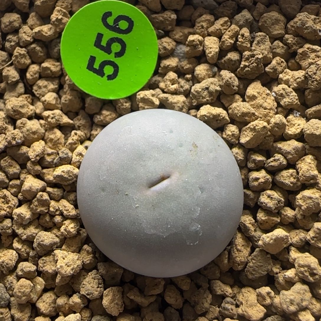 sh433v嘴1.6+多肉植物556