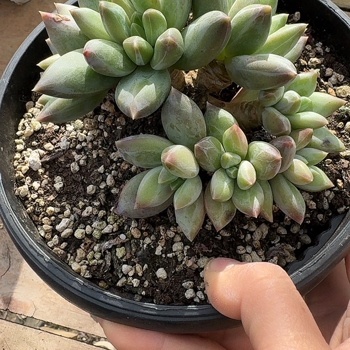 重楼多肉之徒的故事