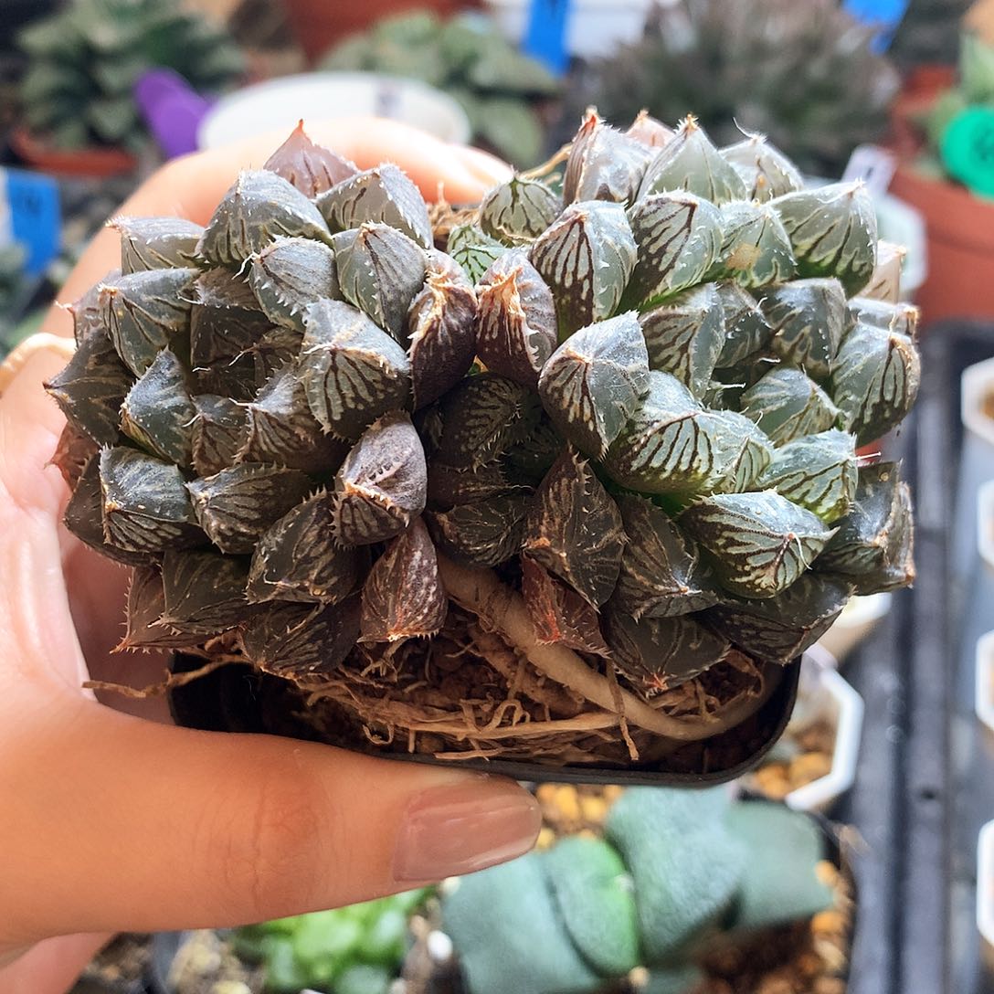 一物一拍，4号，带盆带土