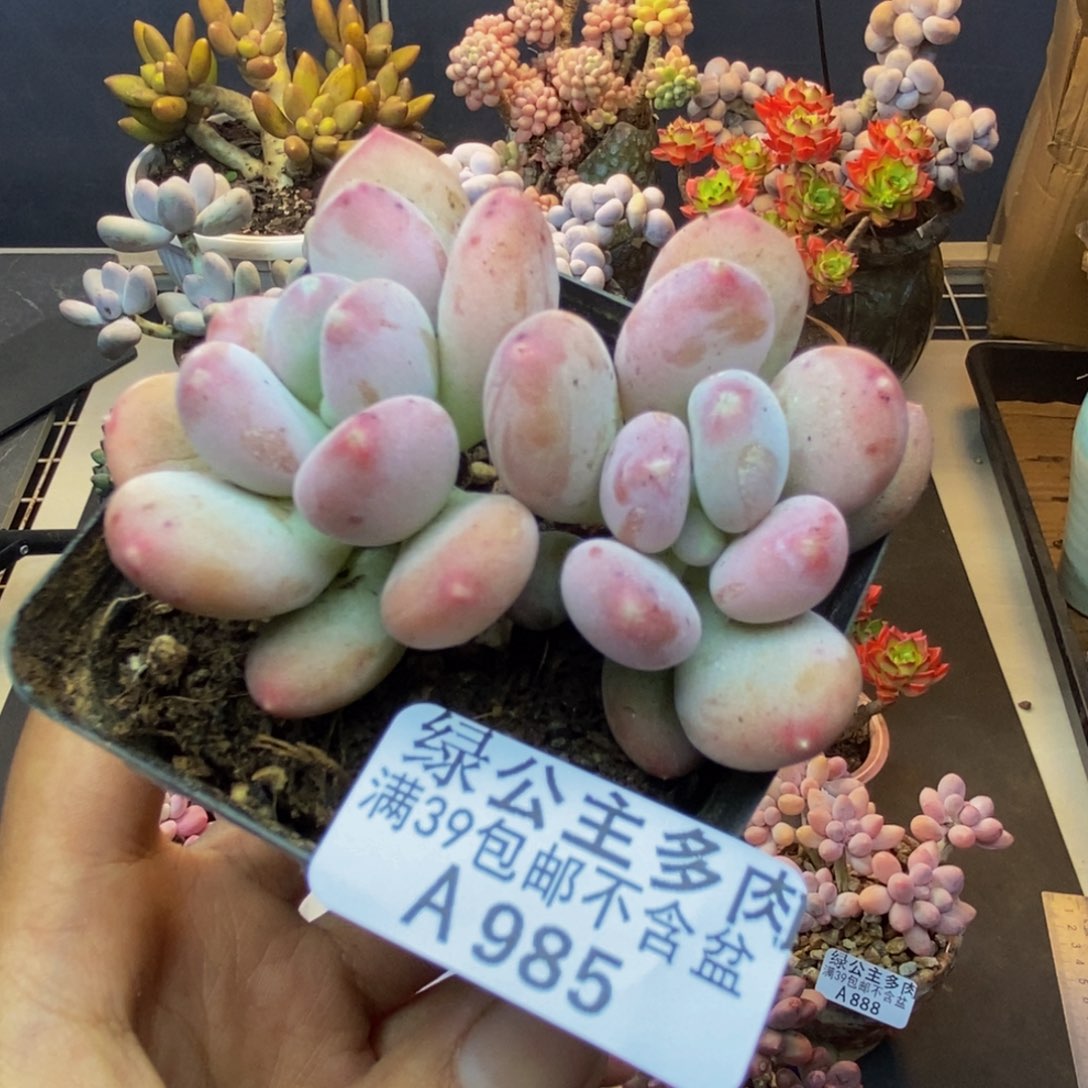 985稻田姬多肉5cm