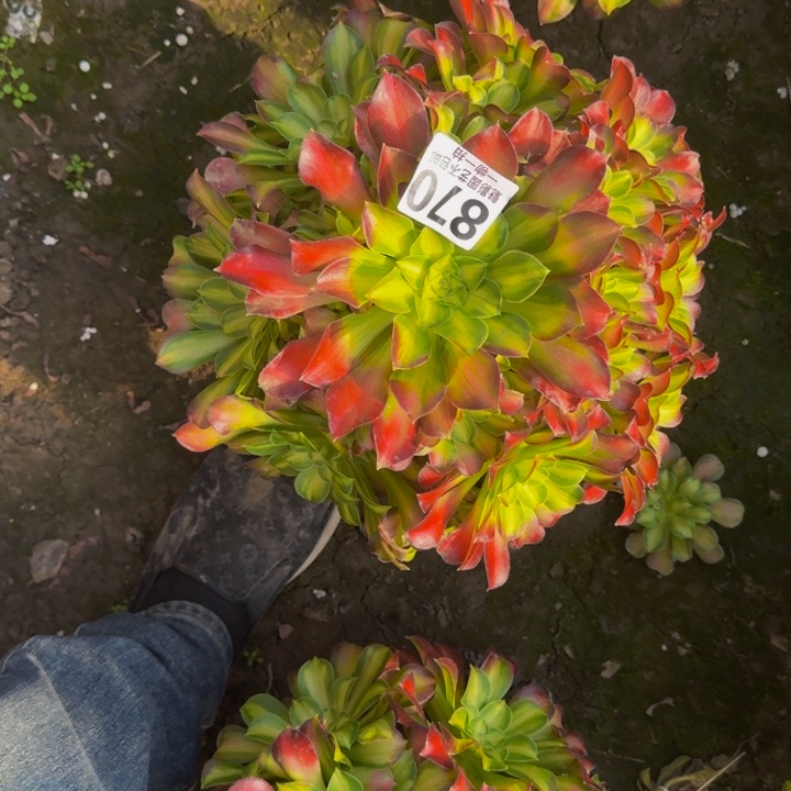 少华花27-21包邮花花