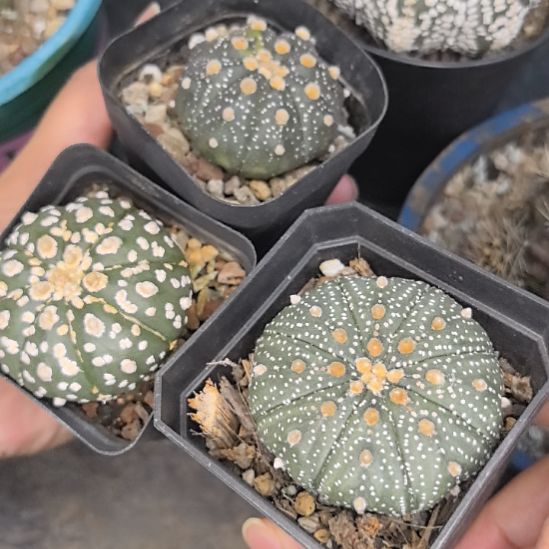 实生兜1组三个直径4-5带盆土