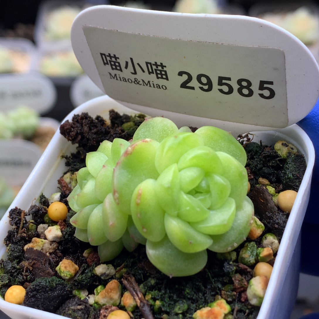 多肉植物杂交珍妮