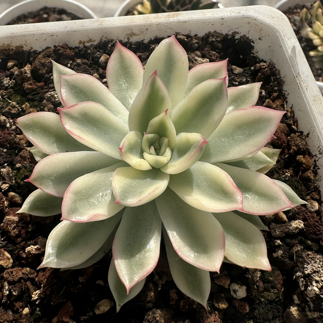 新圣骑兵锦，多肉植物