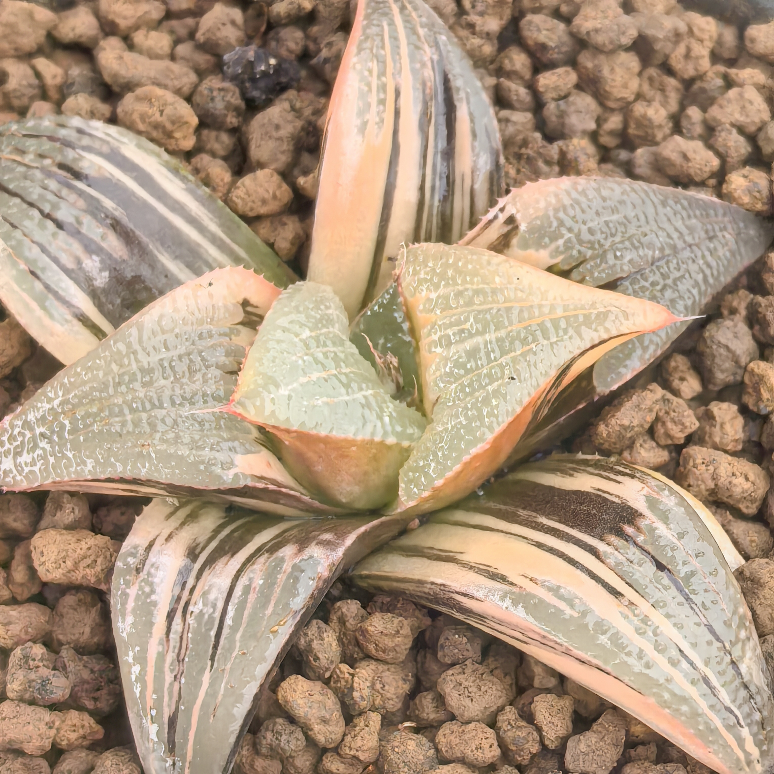 多肉植物十二卷茜云锦6-7厘米，带原盆土发货，包邮。