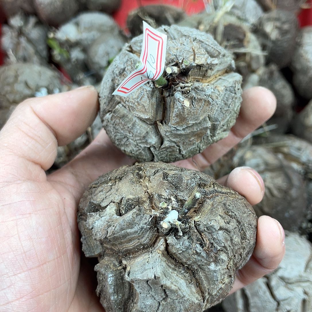 龟甲龙一物一拍1610号2颗