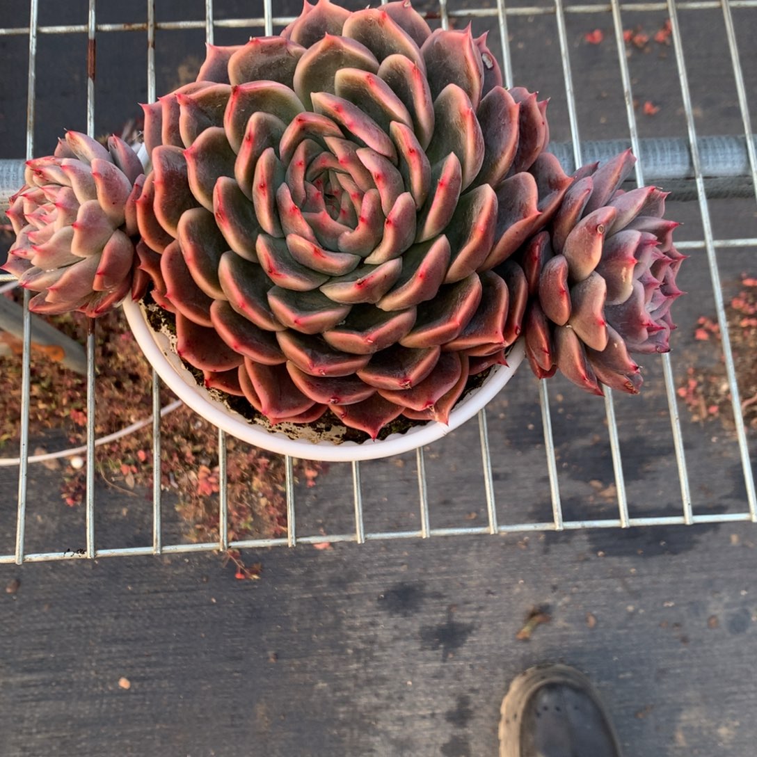 1250-10-20一物一拍