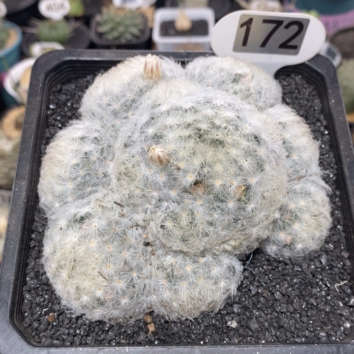 群生白星172号12cm