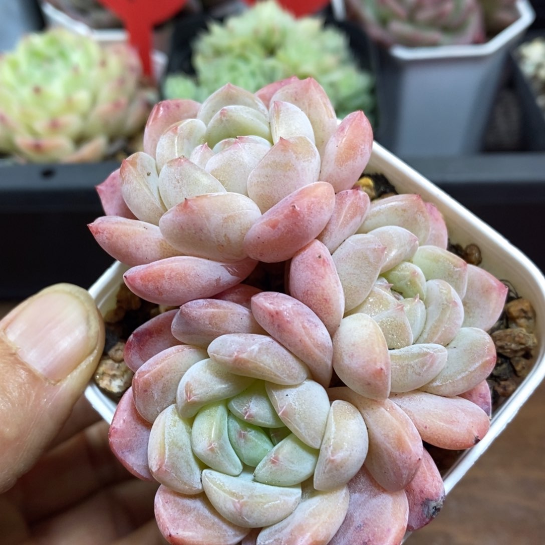 精品多肉一物一拍不包整92