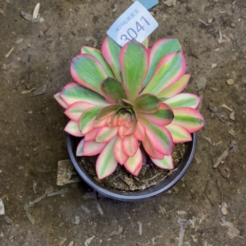 黑魔锦多肉植物3041