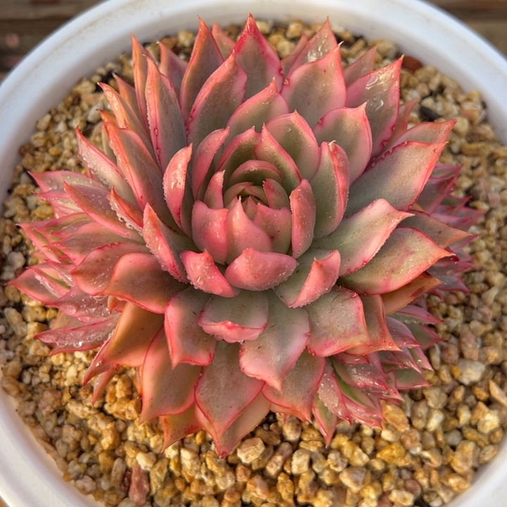 宝莲灯锦 群生 多肉植物