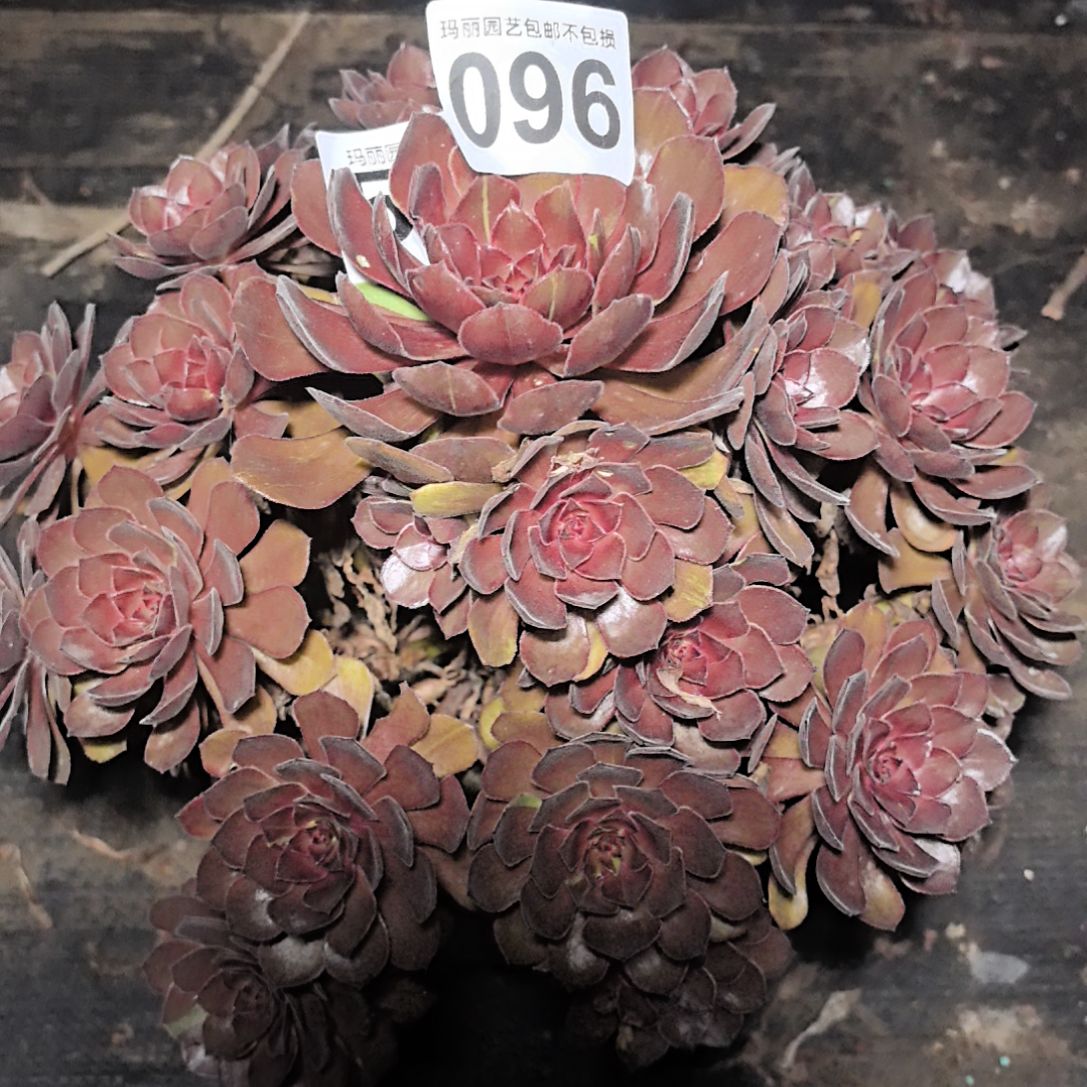 096男爵花花法师2-14