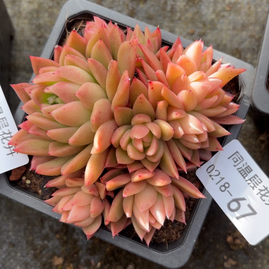 同温层多肉67东云